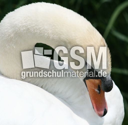 Höckerschwan_4162.jpg
